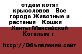 отдам котят крысоловов - Все города Животные и растения » Кошки   . Ханты-Мансийский,Когалым г.